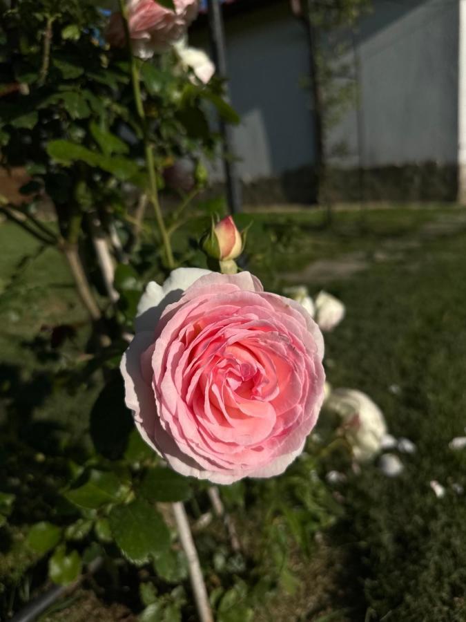 Хотелски Комплекс Копитото Tamarino Εξωτερικό φωτογραφία